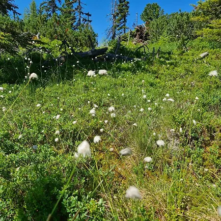 דירה Am Hauser Kaibling האוס