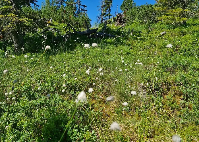Appartement Am Hauser Kaibling Haus im Ennstal